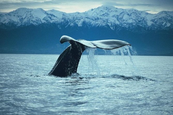 Kaikoura Whale Watch Day Tour from Christchurch - Why Kaikoura is one of New Zealand’s best whale-watching bases