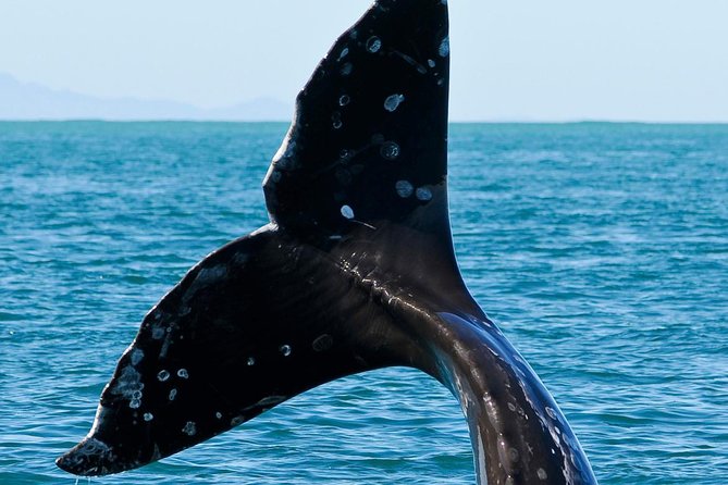 Kaikoura Whale Watch Day Tour from Christchurch - The Peninsula Seal Colony