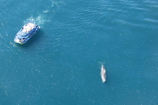 Kaikoura Whale Watch Day Tour from Christchurch - The possible North Canterbury vineyard stop