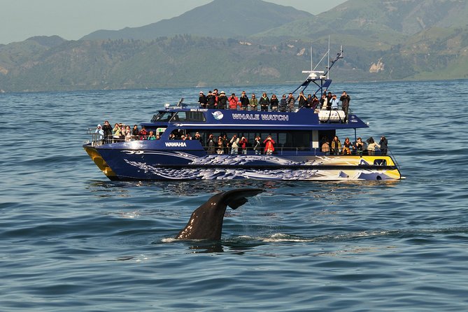Kaikoura Whale Watch Day Tour from Christchurch - How the price compares with doing it yourself