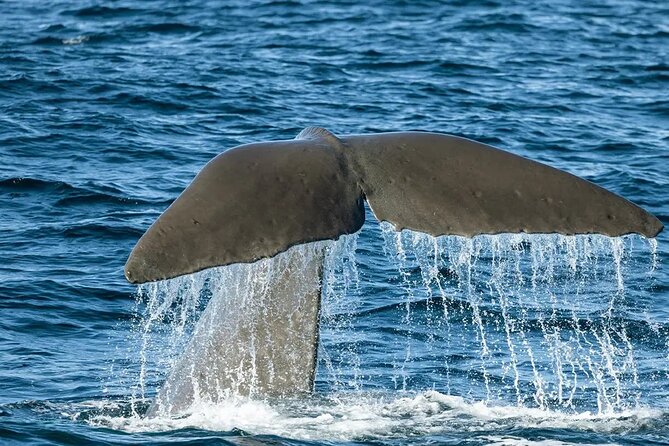 Kaikoura Whale Watch Day Tour from Christchurch including Coastal Pacific Train - The Coastal Pacific gives the day a proper beginning