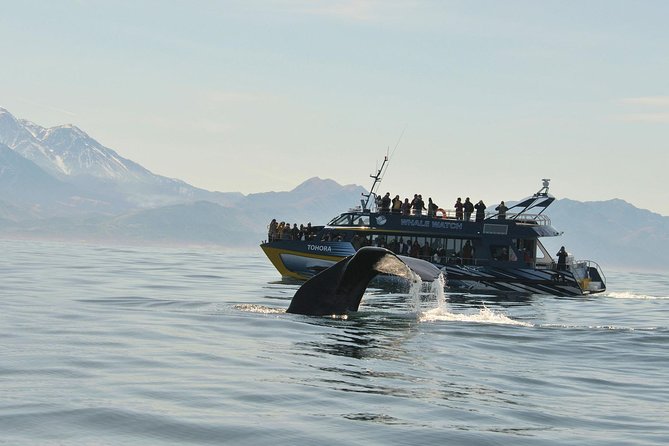 Kaikoura Whale Watch Day Tour from Christchurch - The 7 a.m. departure from Christchurch