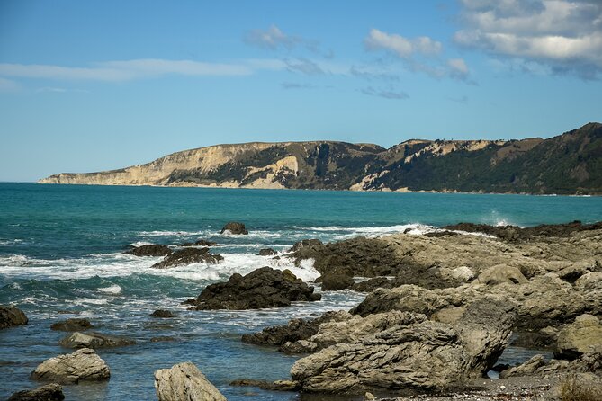 Kaikoura Whale Watch Tour from Christchurch - Small Group - Fur seals in the Hundalee Hills