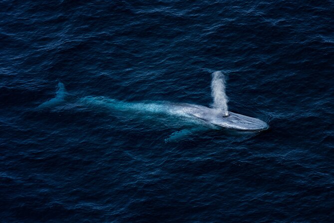 Kaikōura Whale Watching - 1hr 20min Ultimate Adventure - The first 80 minutes over the marine reserves
