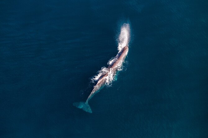 Kaikōura Whale Watching - 1hr 20min Ultimate Adventure - Weather and cancellation rules