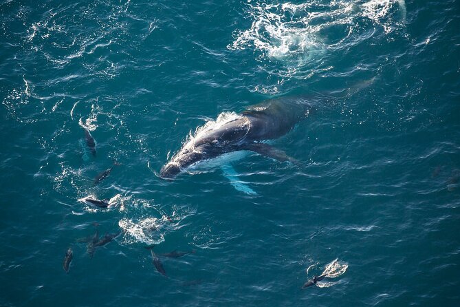 Kaikoura Whale Watching - 45 Minute Ocean Safari - Why Kaikōura works so well from a helicopter