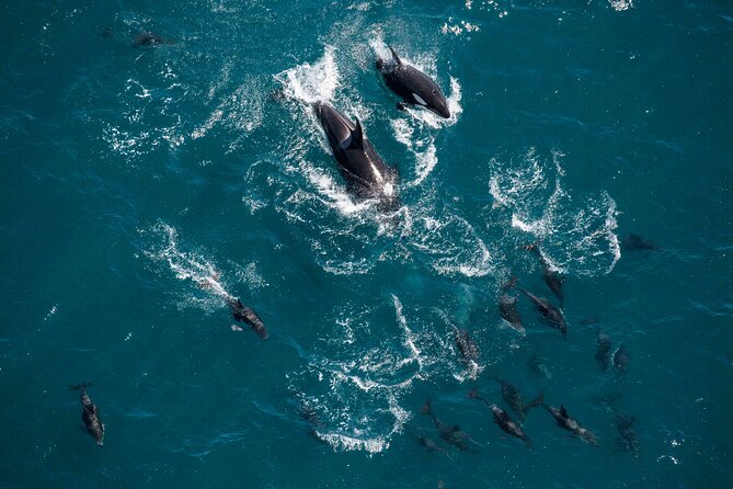 Kaikoura Whale Watching - 45 Minute Ocean Safari - What you might see from the air