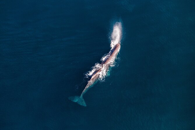 Kaikoura Whale Watching - 45 Minute Ocean Safari - Who should book this flight