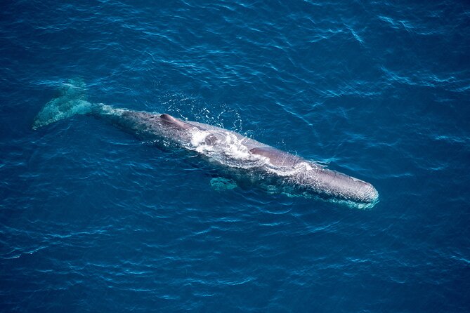 Kaikōura Whale Watching and Scenic Landing - 1hr Premier Tour - Key points to know before booking