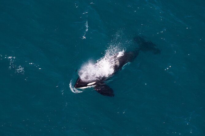 Kaikōura Whale Watching and Scenic Landing - 1hr Premier Tour - What the mountain landing adds