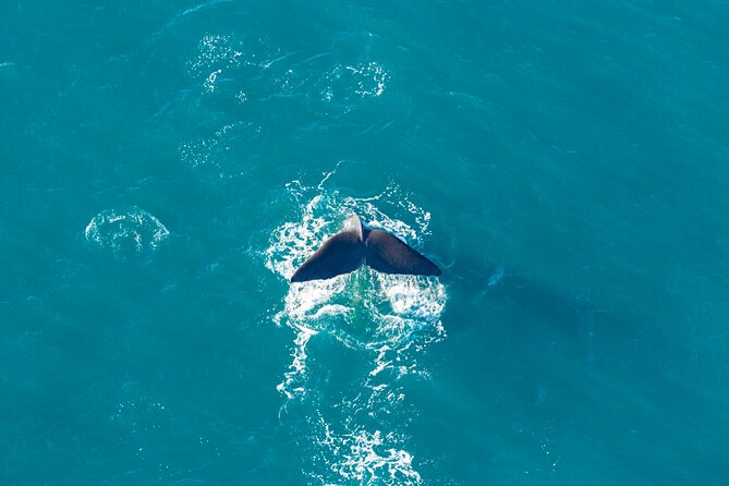 Kaikōura Whale Watching and Scenic Landing - 1hr Premier Tour - Practical details that affect your day