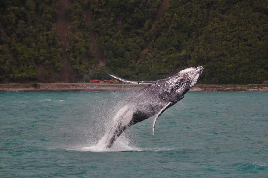 Kaikoura: Whale Watching Cruise - A modern catamaran with room to spread out