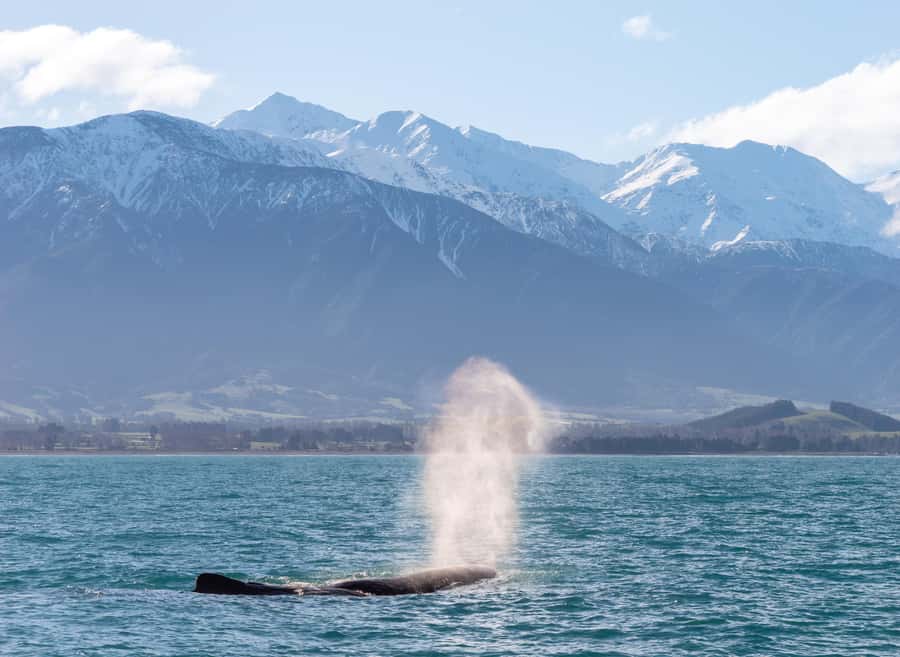 Kaikoura: Whale Watching Cruise - Finding the sperm whales offshore