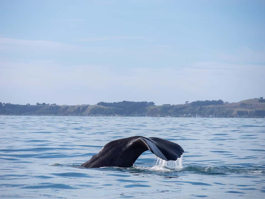Kaikoura: Whale Watching Cruise - Is $104 a fair price?