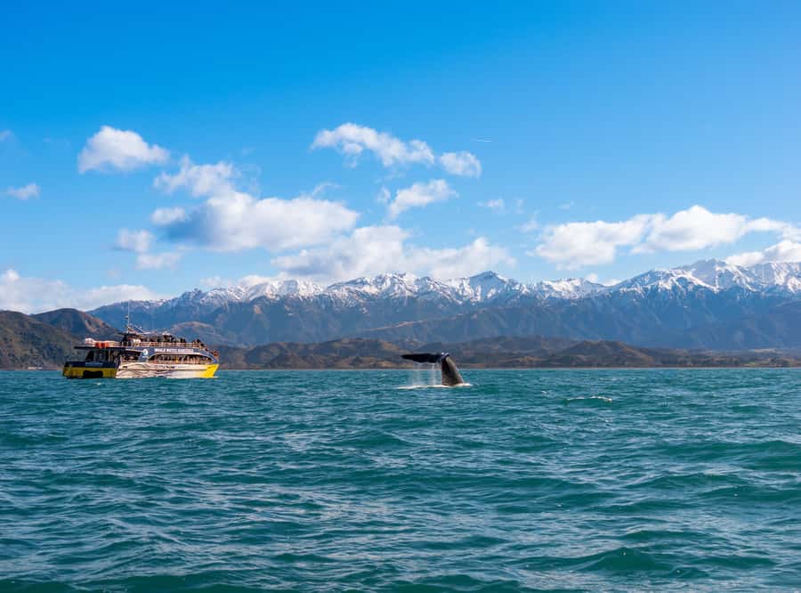 Kaikoura: Whale Watching Cruise - From check-in to the short bus transfer