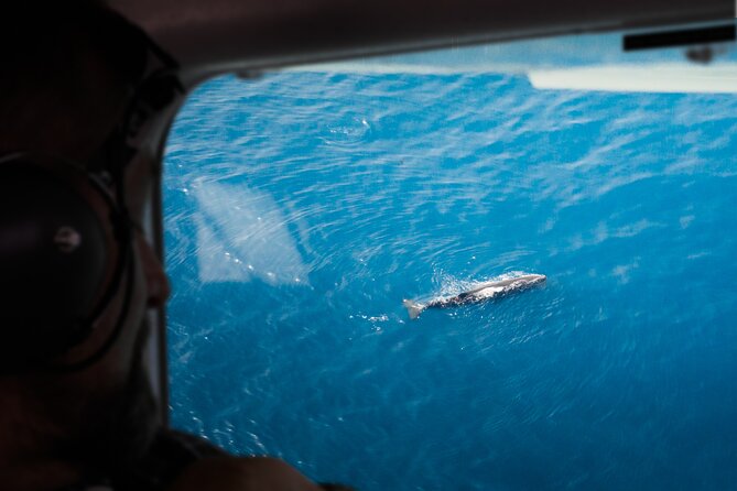 Kaikoura: Whale Watching Flight - Key points before you book