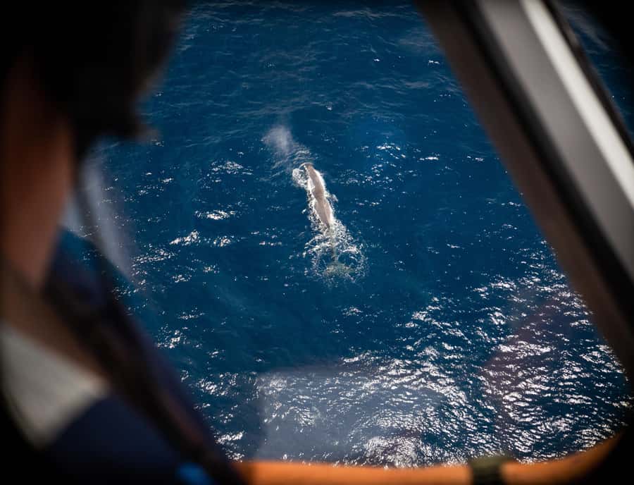 Kaikoura: Whale Watching Flight with Commentary - Key points to know before you fly