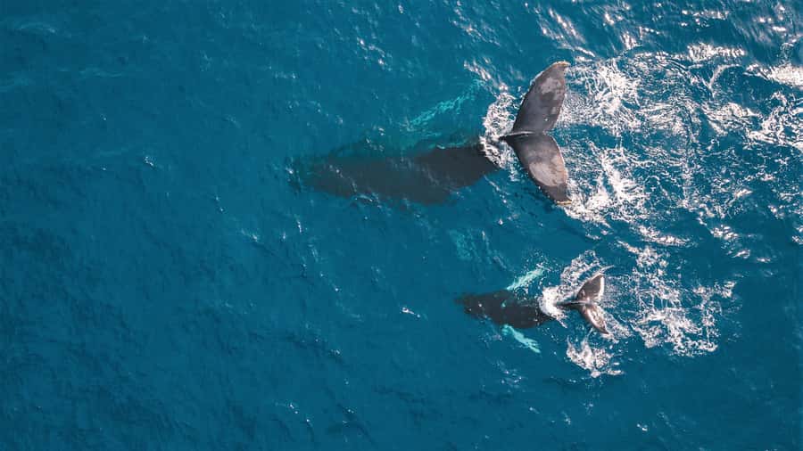 Kaikoura: Whale Watching Flight with Commentary - The 15-minute briefing and small-aircraft setup