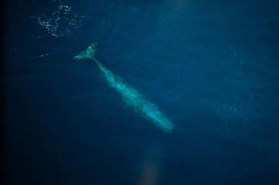 Kaikoura: Whale Watching Flight with Commentary - Who will enjoy this flight most?