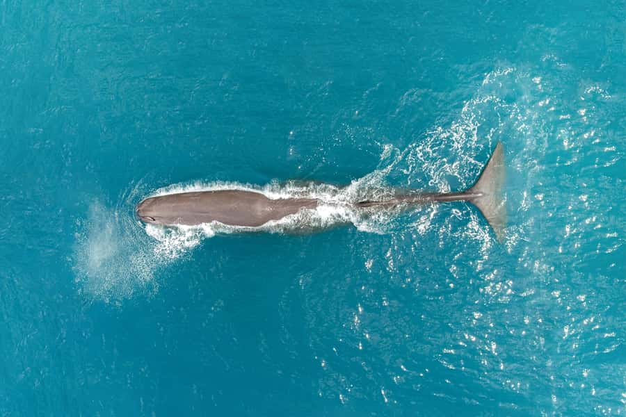Kaikoura: Whale Watching Flight with Commentary - From 627 State Highway 1 to the runway