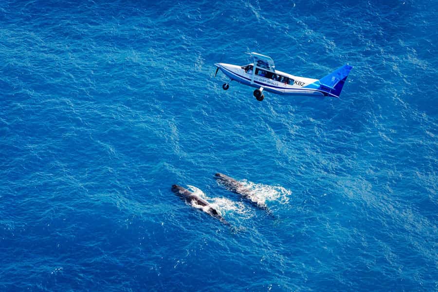 Kaikoura: Whale Watching Flight with Guided Commentary - Key details before you book