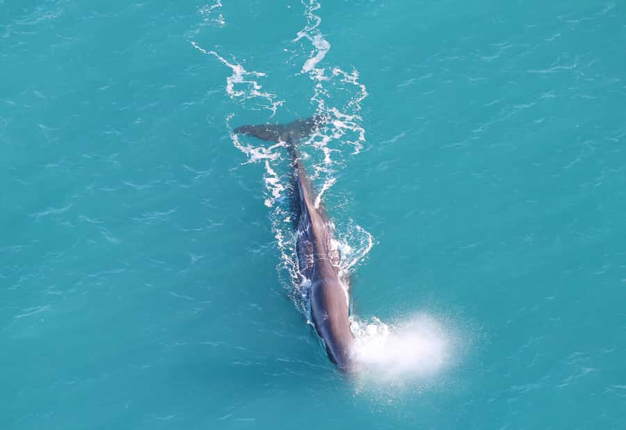 Kaikoura: Whale Watching Flight with Guided Commentary - Why seeing Kaikōura from the air changes the experience