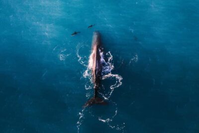 Kaikoura: Whale Watching Flight with Guided Commentary