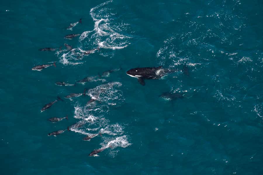 Kaikoura: Whale Watching Flight with Guided Commentary - Who will get the most from this flight?