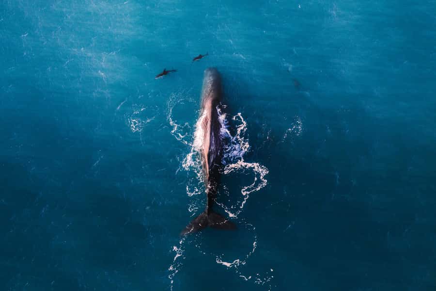 Kaikoura: Whale Watching Flight with Guided Commentary - At Kaikōura Airport, the trip starts with a useful briefing
