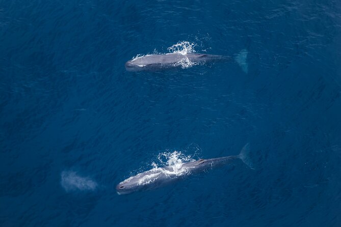 Kaikoura: Whale Watching Flight - Why seeing Kaikoura from above changes whale watching
