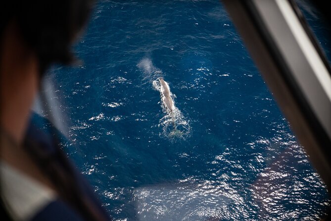 Kaikōura Whale Watching Scenic Flight (40 Minutes) - Key points to know before you fly
