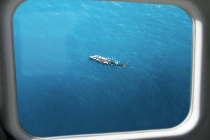 Kaikōura Whale Watching Scenic Flight (40 Minutes) - What you might see from your window