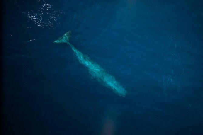 Kaikōura Whale Watching Scenic Flight (40 Minutes) - Scenic value beyond the whales