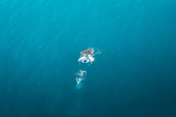 Kaikōura Whale Watching Scenic Flight (40 Minutes) - Is $170.66 good value?