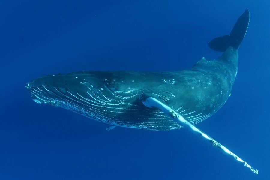 Kailua Kona: Humpback Whale Watching Adventure Cruise - Why Kona is a good place to watch humpbacks