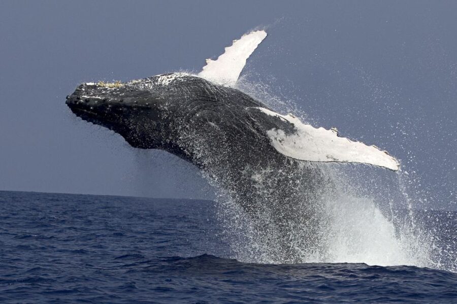 Kailua Kona: Humpback Whale Watching Adventure Cruise - Getting settled aboard the Kanoa II