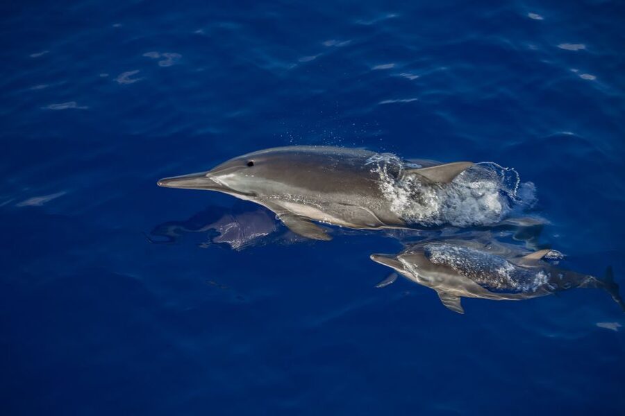 Kailua Kona: Humpback Whale Watching Adventure Cruise - What the crew does well