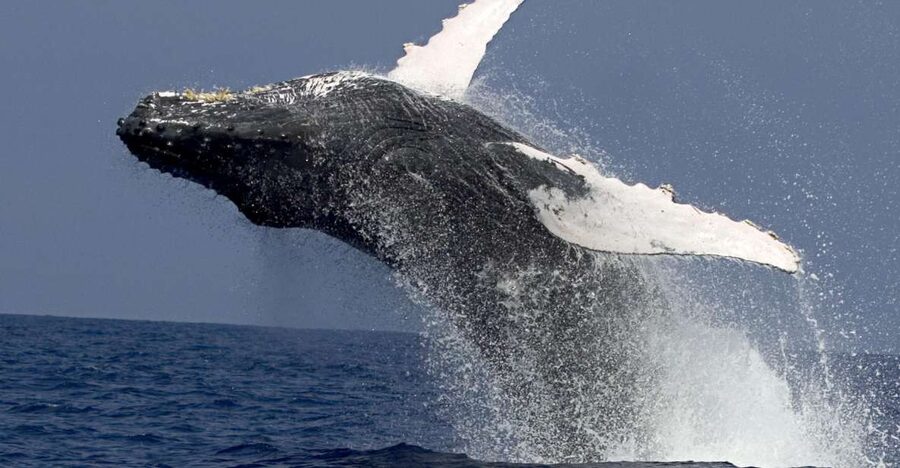 Kailua Kona: Humpback Whale Watching Adventure Cruise - Who will enjoy this cruise most