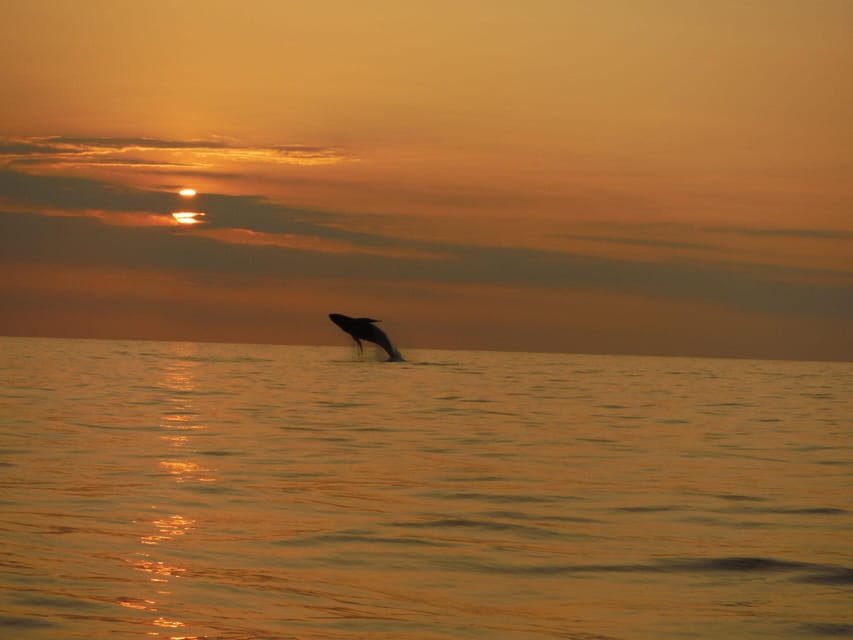 Kailua-Kona: Pacific Humpback Whale Watch Excursion - Key points to know before you book
