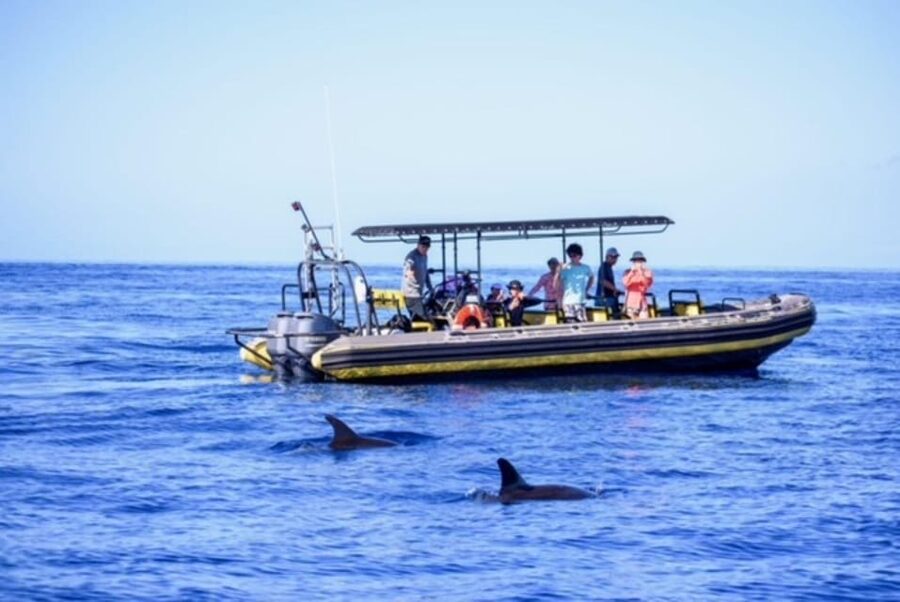 Kailua-Kona: Pacific Humpback Whale Watch Excursion - Leaving from Honokohau Harbor