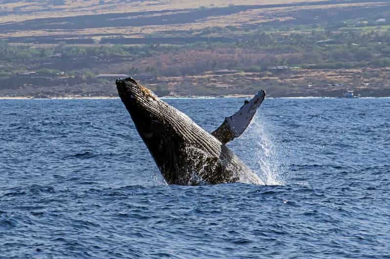 Kailua-Kona: Pacific Humpback Whale Watch Excursion - What the $130 price includes