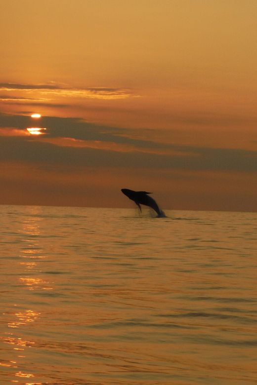 Kailua-Kona: Pacific Humpback Whale Watch Excursion - Should you book the Hawaii Marine Life Charters excursion?
