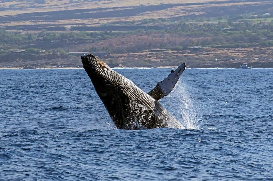 Kailua-Kona: Pacific Humpback Whale Watch Excursion - A small boat with a more personal feel