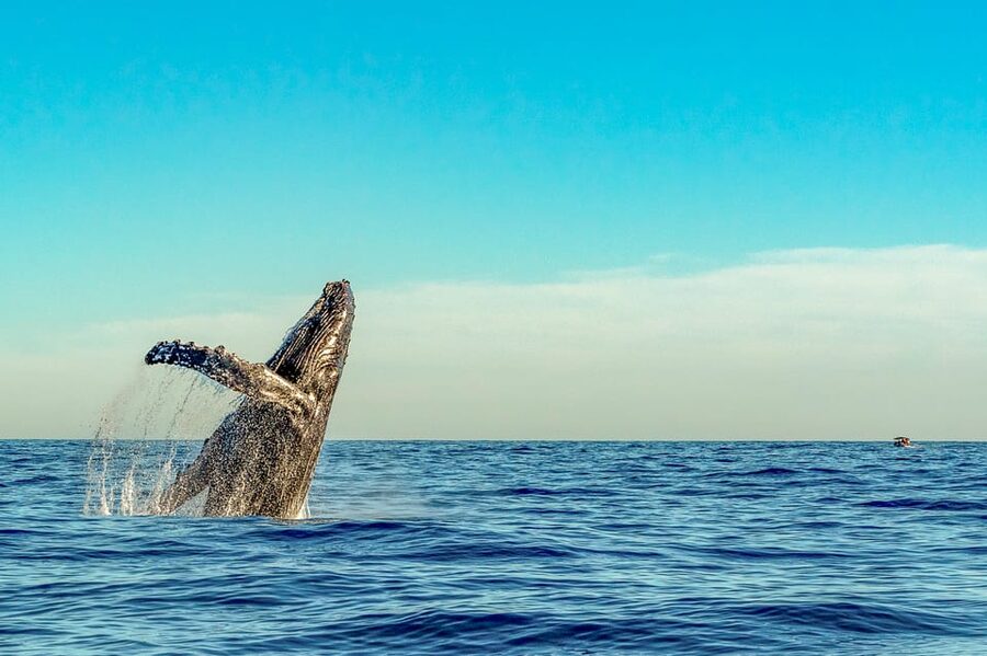 Kailua-Kona: Whale Watching Cruise on the Big Island - Key points to know