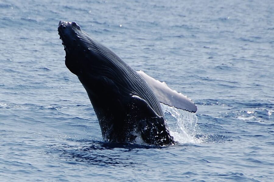 Kailua-Kona: Whale Watching Cruise on the Big Island - Why Hawaii is a winter home for humpbacks