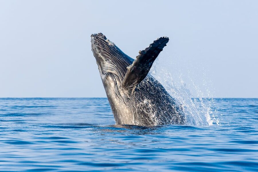 Kailua-Kona: Whale Watching Cruise on the Big Island - The 150-minute search for whales