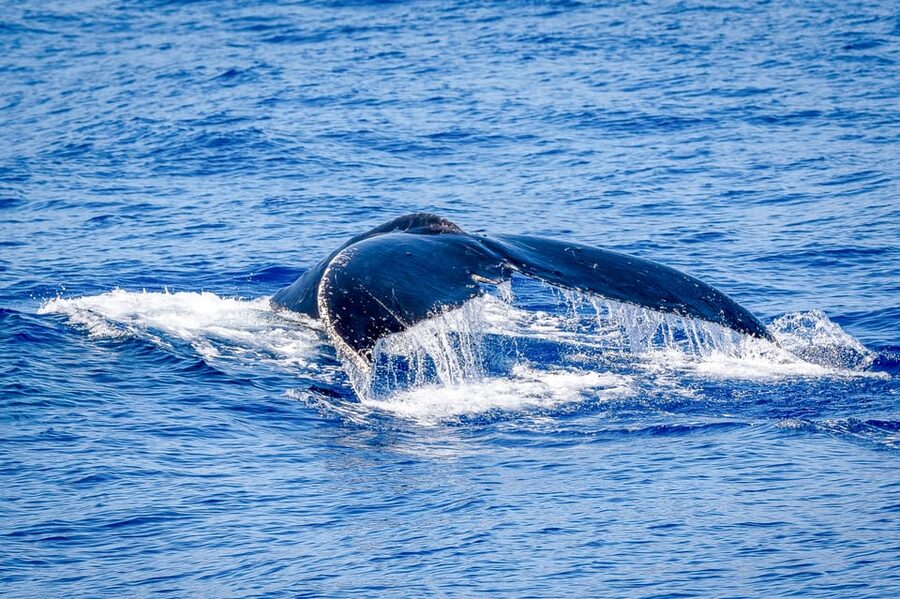 Kailua-Kona: Whale Watching Cruise on the Big Island - What you might see beside the humpbacks