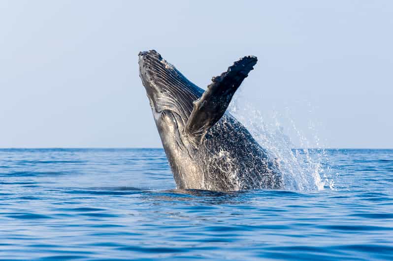 Kailua-Kona: Whale Watching Cruise on the Big Island - Listening to the whales with the hydrophone