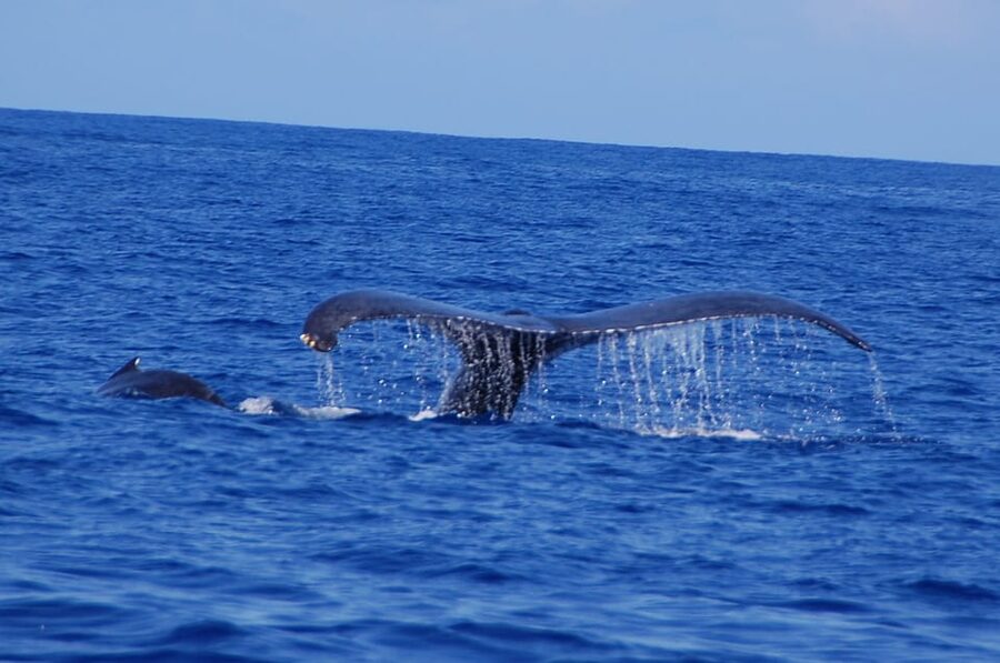 Kailua-Kona: Whale Watching Cruise on the Big Island - Snacks, drinks, and comfort on board