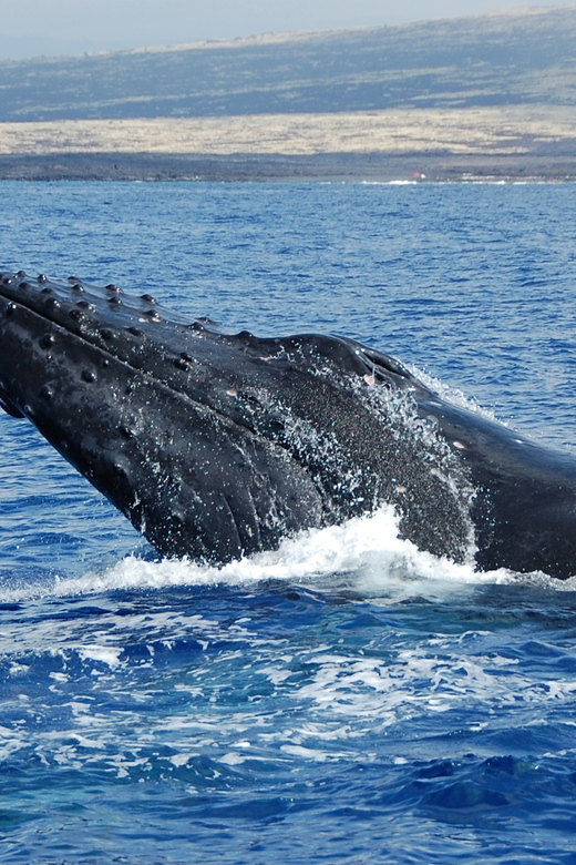 Kailua-Kona: Whale Watching Cruise on the Big Island - Who should book this Kona cruise?